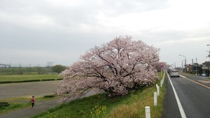 桜が咲いています